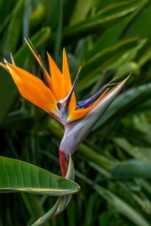 Picture of BIRD OF PARADISE