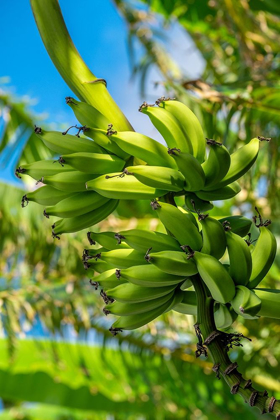Picture of BUNCH OF BANANAS ON TREE