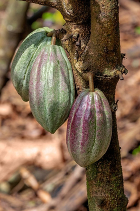 Picture of CACAO FRUIT