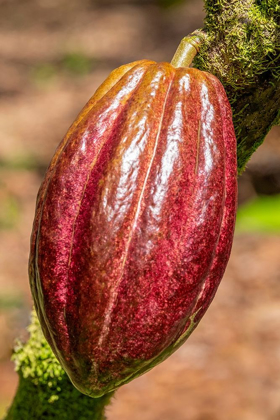 Picture of CACAO FRUIT