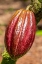 Picture of CACAO FRUIT