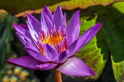 Picture of CAPE BLUE WATER LILY