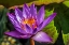 Picture of CAPE BLUE WATER LILY