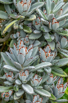 Picture of CHOCOLATE SOLDIER KALANCHOE