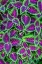 Picture of COLEUS PLANT