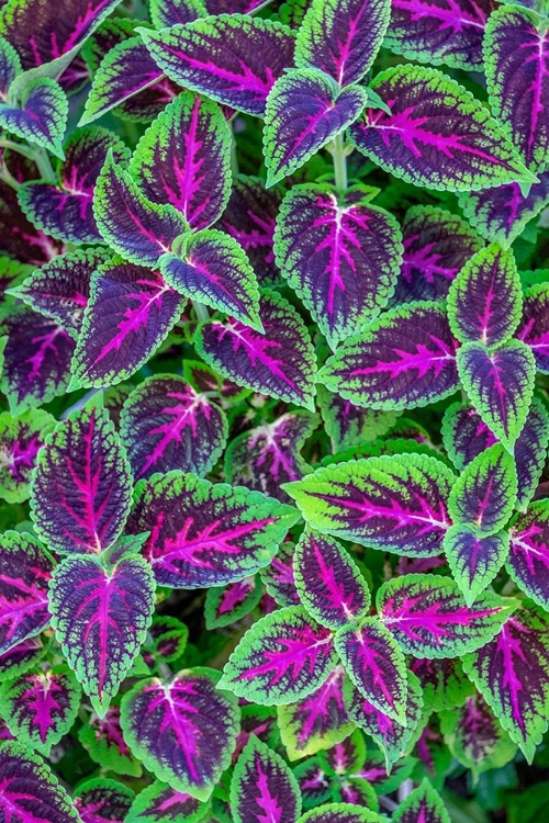 Picture of COLEUS PLANT