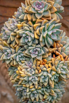 Picture of CRASSULACEAE-SUCCULENT