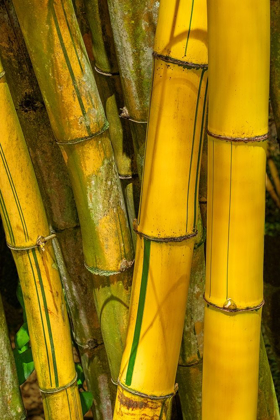 Picture of DETAIL OF GOLDEN BAMBOO