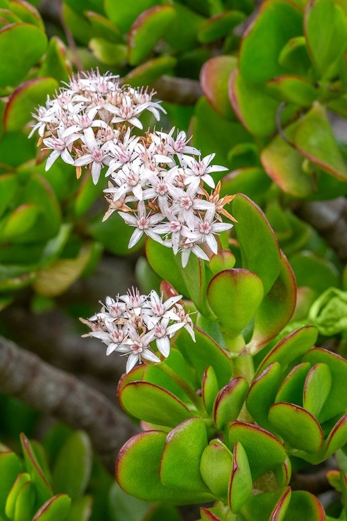 Picture of FLOWERING STONECROP