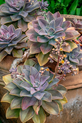 Picture of GHOST PLANT-SUCCULENT IN A CLAY POT