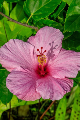 Picture of HIBISCUS