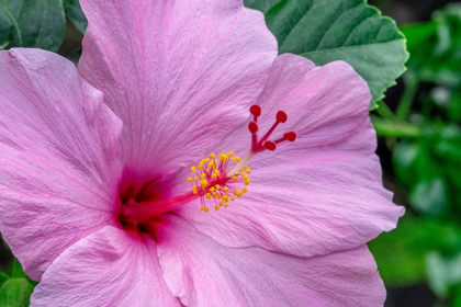 Picture of HIBISCUS