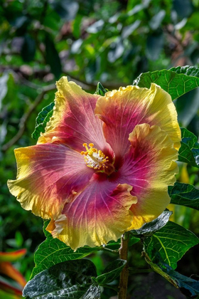 Picture of HIBISCUS FLOWER