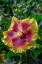 Picture of HIBISCUS FLOWER