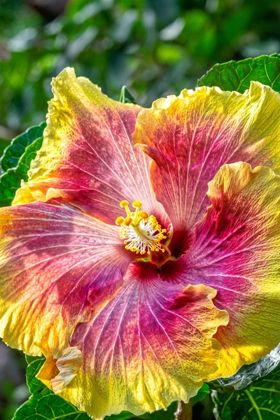 Picture of HIBISCUS FLOWER