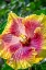 Picture of HIBISCUS FLOWER