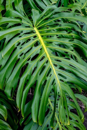 Picture of HURRICANE PLANT