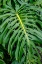 Picture of HURRICANE PLANT