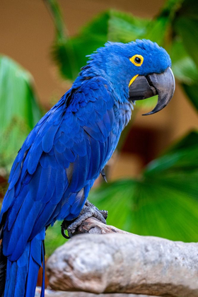Picture of HYACINTH MACAW