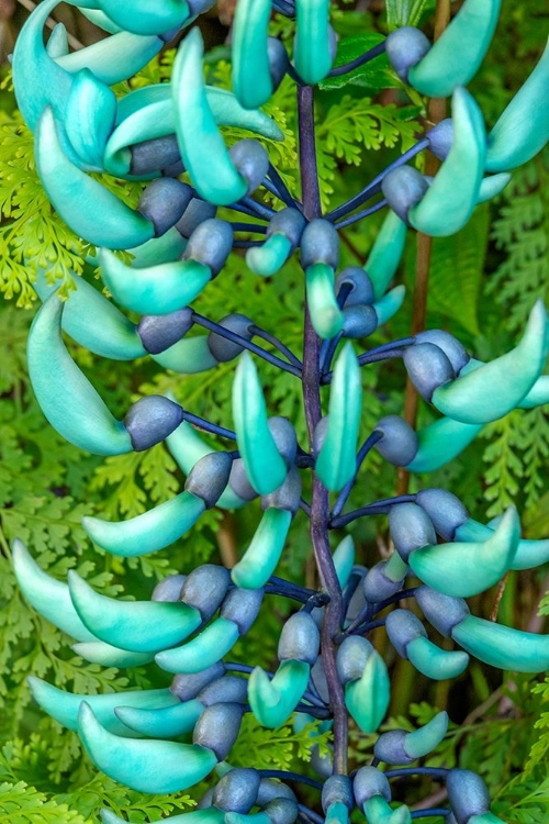 Picture of JADE VINE