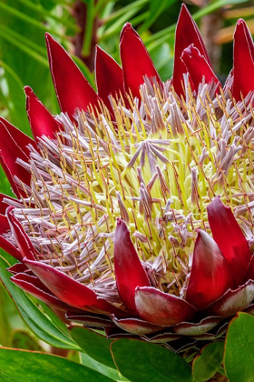 Picture of KING PROTEA FLOWER