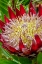 Picture of KING PROTEA FLOWER