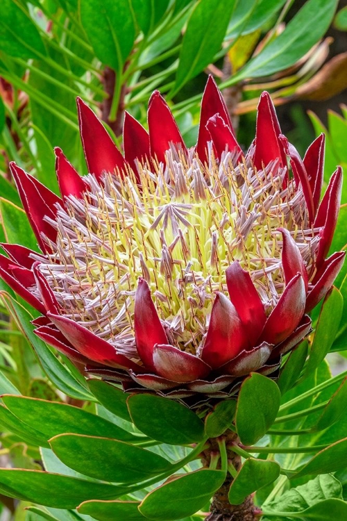 Picture of KING PROTEA FLOWER