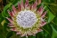 Picture of KING PROTEA FLOWER