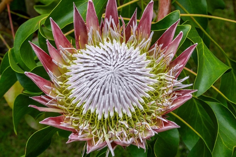 Picture of KING PROTEA FLOWER