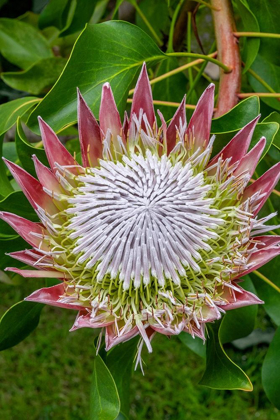 Picture of KING PROTEA FLOWER