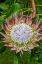 Picture of KING PROTEA FLOWER