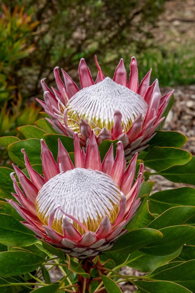 Picture of KING PROTEA FLOWER