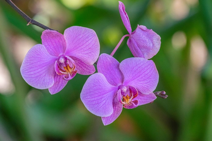 Picture of MOTH ORCHID
