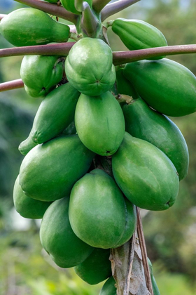 Picture of PAPAYA TREE