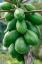 Picture of PAPAYA TREE