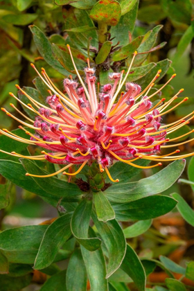 Picture of PINCUSHION FLOWER