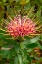 Picture of PINCUSHION FLOWER