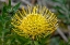 Picture of PINCUSHION FLOWER