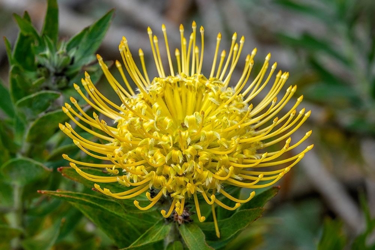 Picture of PINCUSHION FLOWER