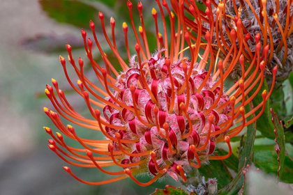 Picture of PINCUSHION FLOWER