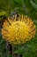 Picture of PINCUSHION FLOWER