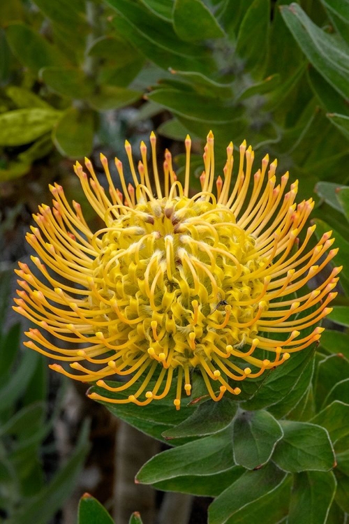 Picture of PINCUSHION FLOWER