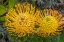 Picture of PINCUSHION FLOWER