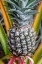 Picture of PINEAPPLE PLANT