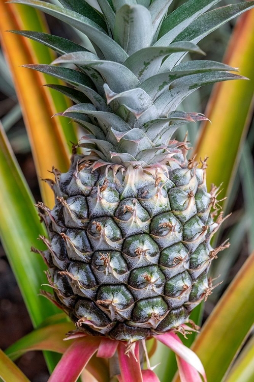 Picture of PINEAPPLE PLANT
