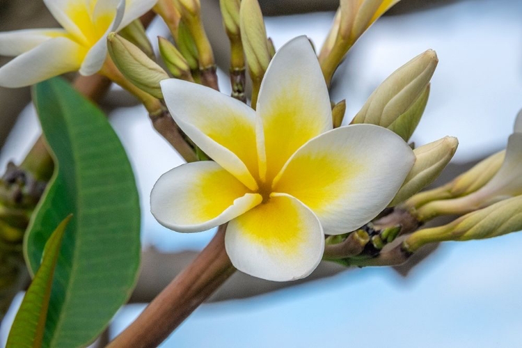 Picture of PLUMERIA