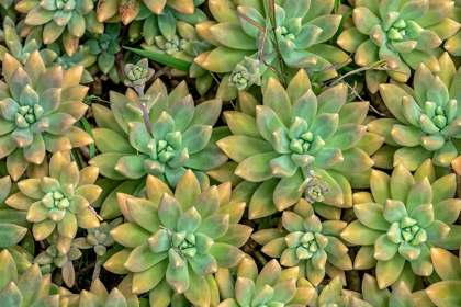 Picture of POWDERY LIVEFOREVER-SUCCULENT