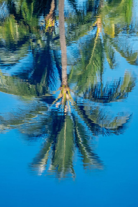 Picture of REFLECTION OF PALM TREES ON WATER