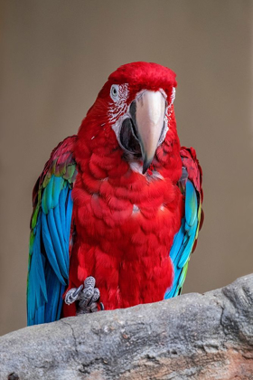 Picture of SCARLET MACAW