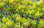 Picture of STONECROP